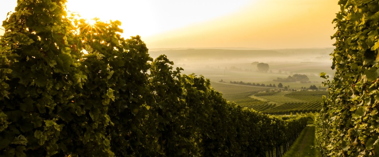 sven-wilhelm-2cRXSWyMHA8-unsplash.jpg Vineyard, wine villa holidays in Europe