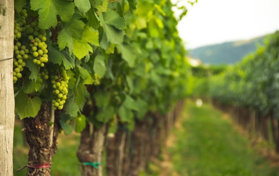 Vineyards Mallorca, Balearic Islands