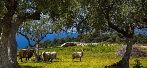 luxuryretreatskefalonia_5v.jpg Holiday villas in Argostoli